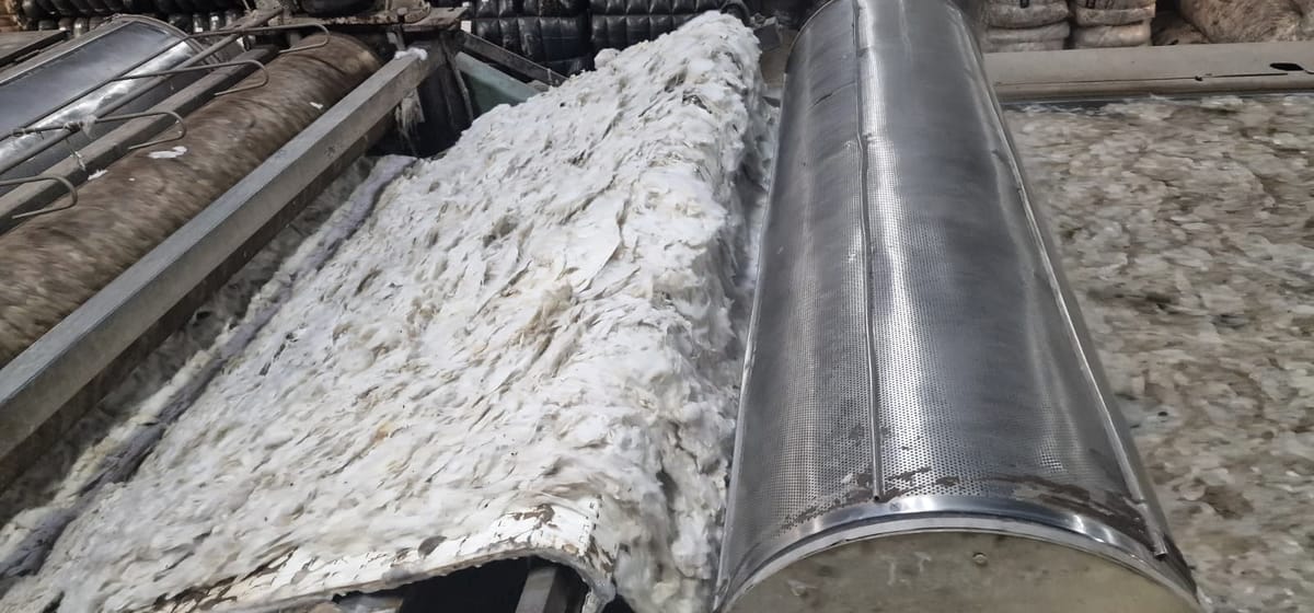 Gewaschene Wolle verlässt den Trockner der Waschanlage